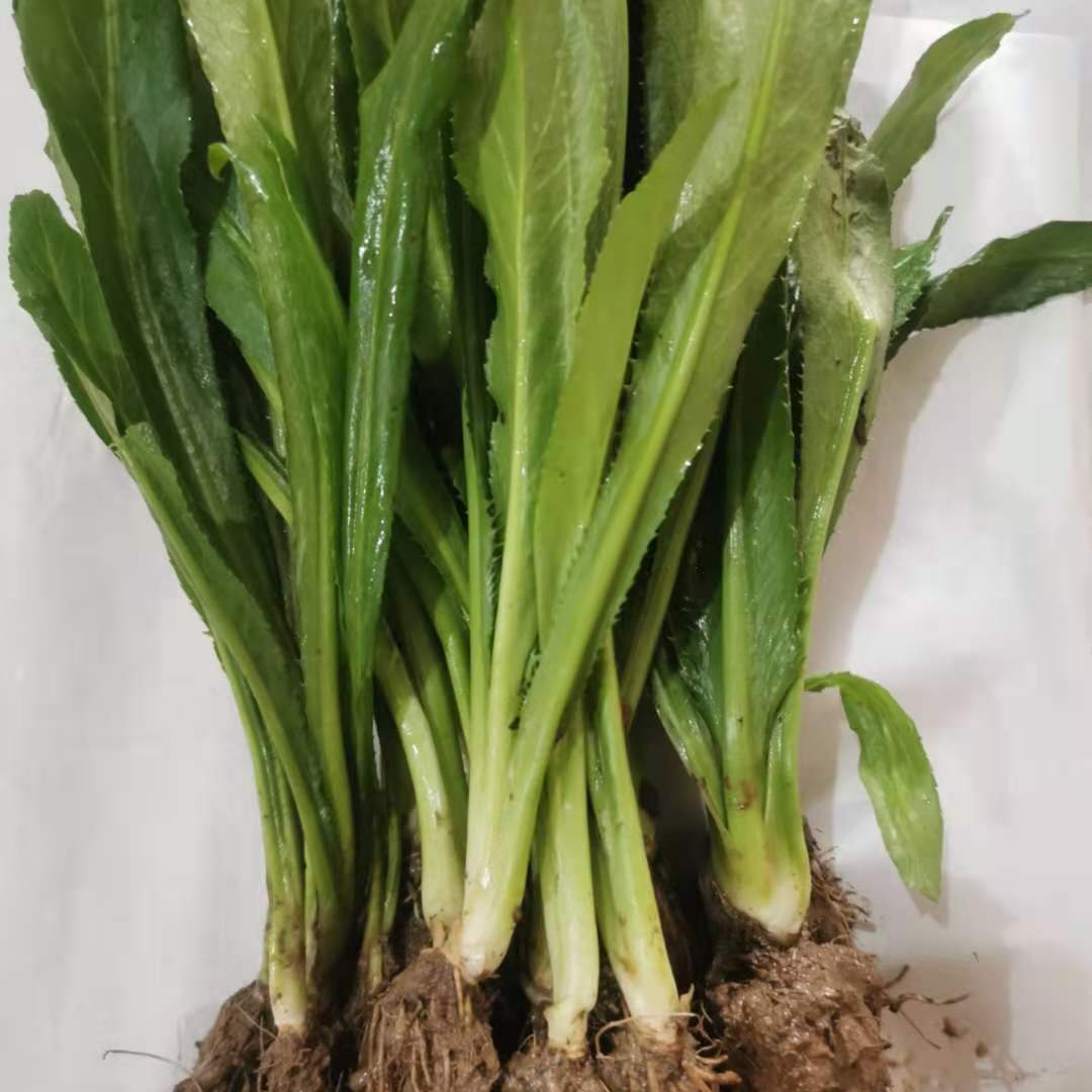 云南大香菜芫荽种子新鲜现挖带根刺芫荽越南缅芫西0.5/3斤装 包邮