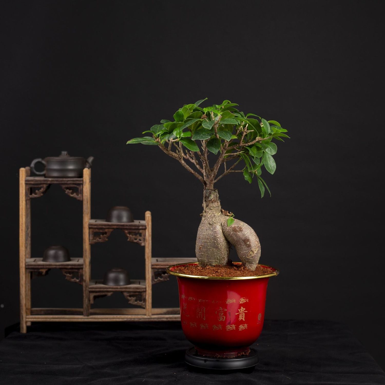 人参榕树盆景植物老桩苗室内树苗大型s弯小叶榕四季常青树桩绿植