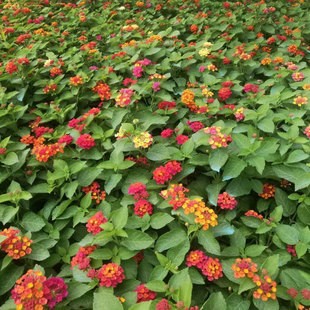 驱蚊五色梅花盆花期长易活耐热室外庭院花卉盆栽多肉植物绿萝盆栽