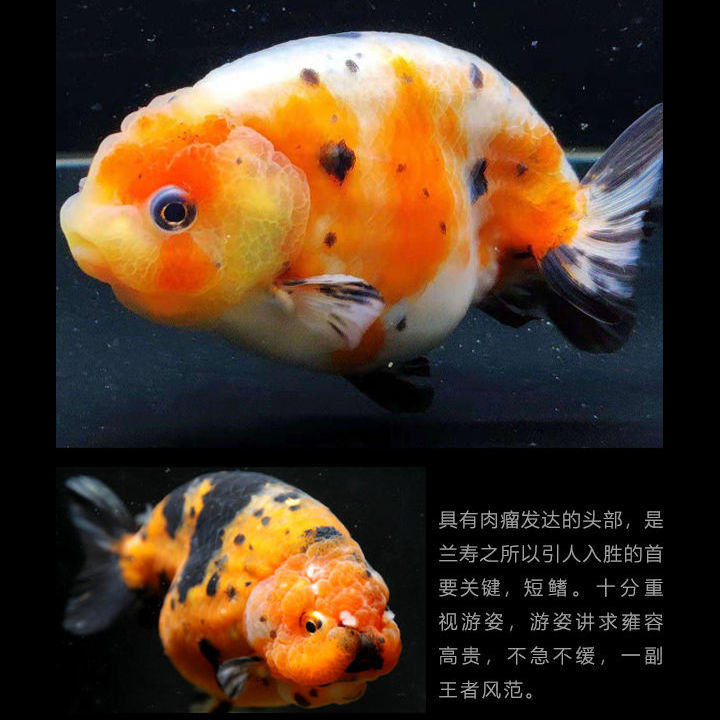 金鱼活体冷水观赏鱼金鱼苗兰寿淡水鱼好养包活精品五花奶牛玉兔