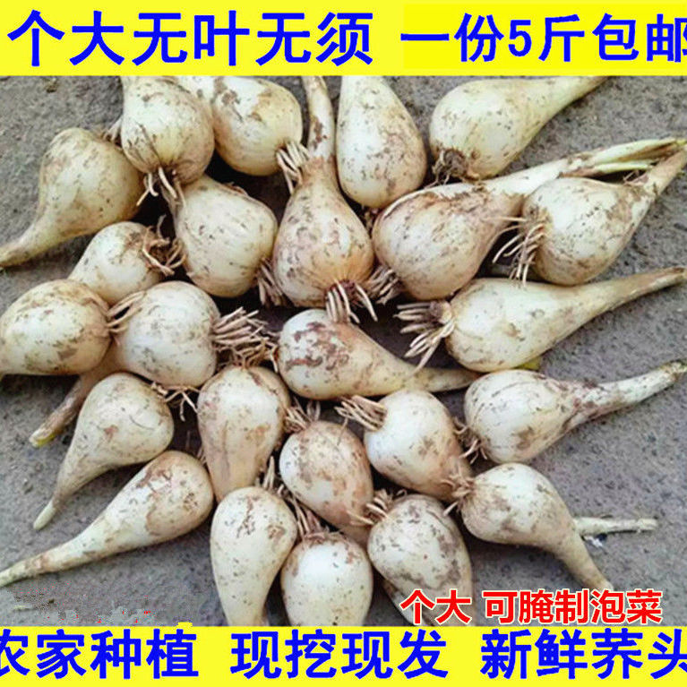 78972-新鲜藠头荞头江西茭头农家自种新鲜现挖叫头野生大教头包邮-详情图