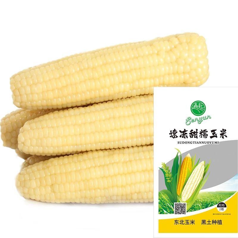 东北玉米新鲜糯玉米棒冷冻保存即食玉米代餐白糯玉米甜糯粘糯玉米