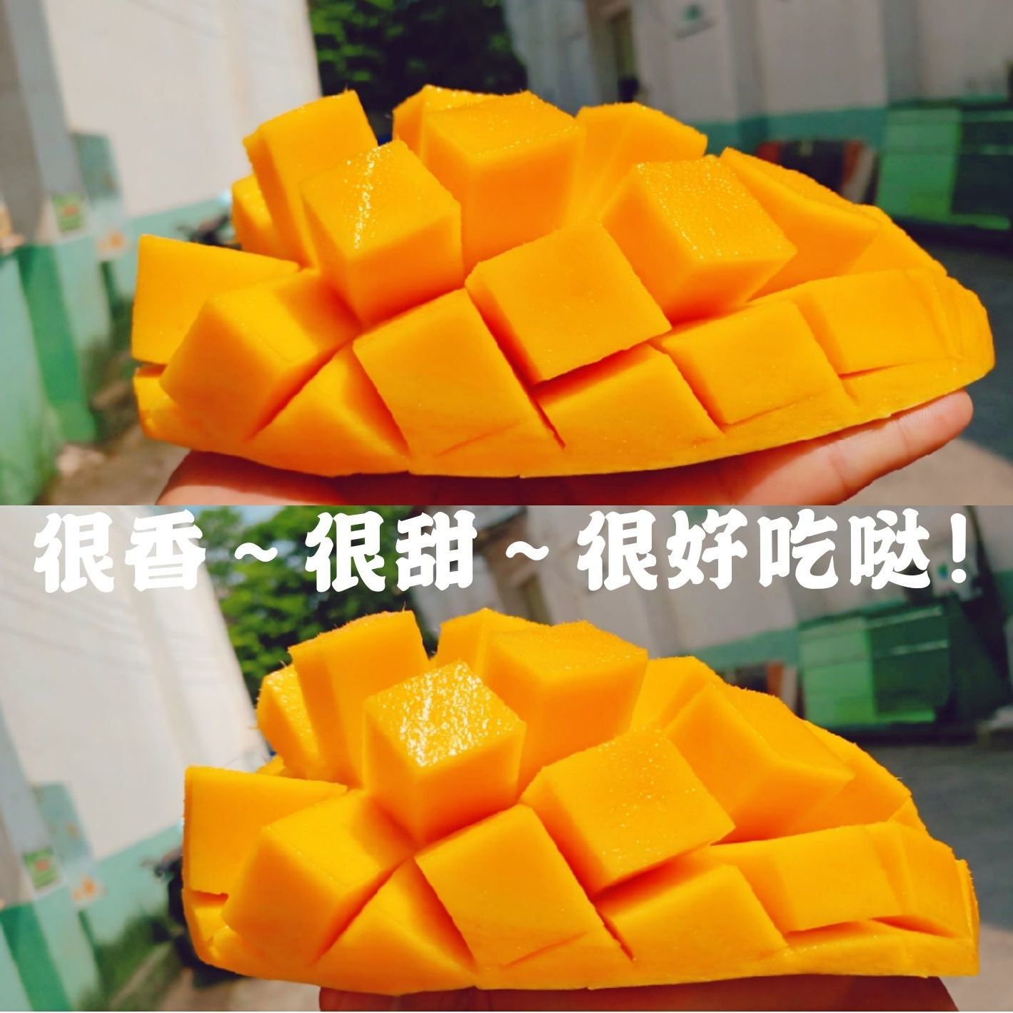 37833-芒果海南金煌芒果大青芒水仙芒甜心芒3斤/5斤/10斤包邮批发-详情图