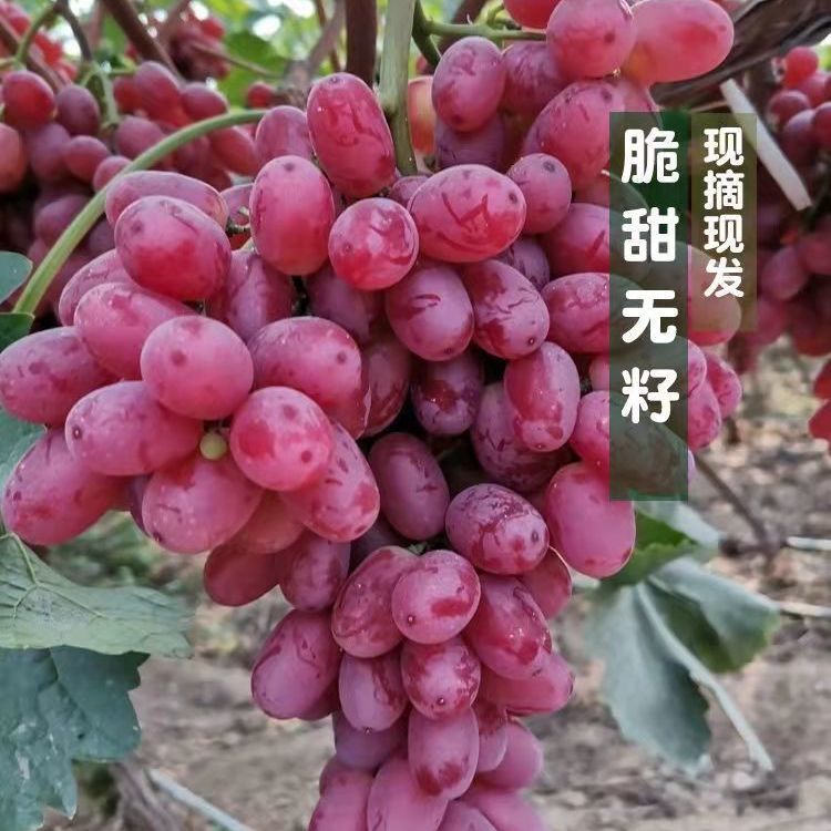 新鲜无籽葡萄提子克伦生红提脆甜葡萄应季孕妇水果脆甜薄皮无核