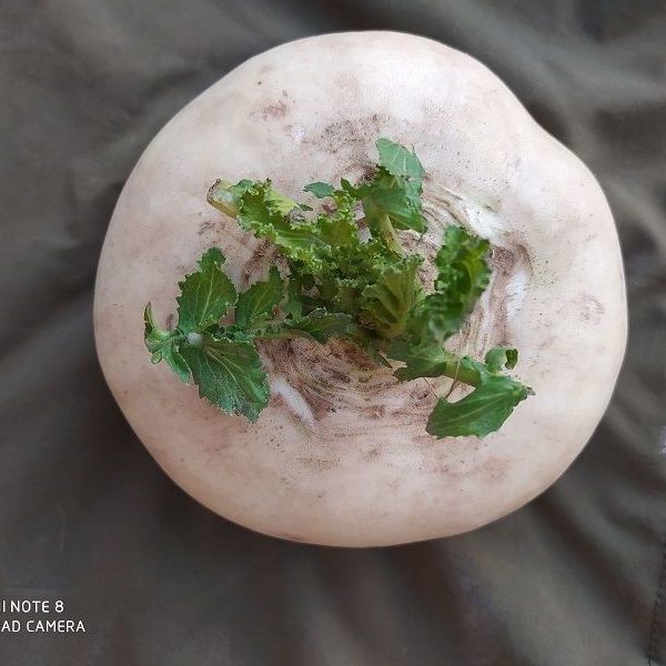 盘菜新鲜蔬菜批发盘菜萝卜温州盘菜生圆萝卜盘菜头批发江西扁萝卜