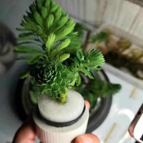 水草定植陶瓷环水草固定器底座下沉杯小绿植鱼缸水族箱造景设备 4月17日发完 虎窝拼