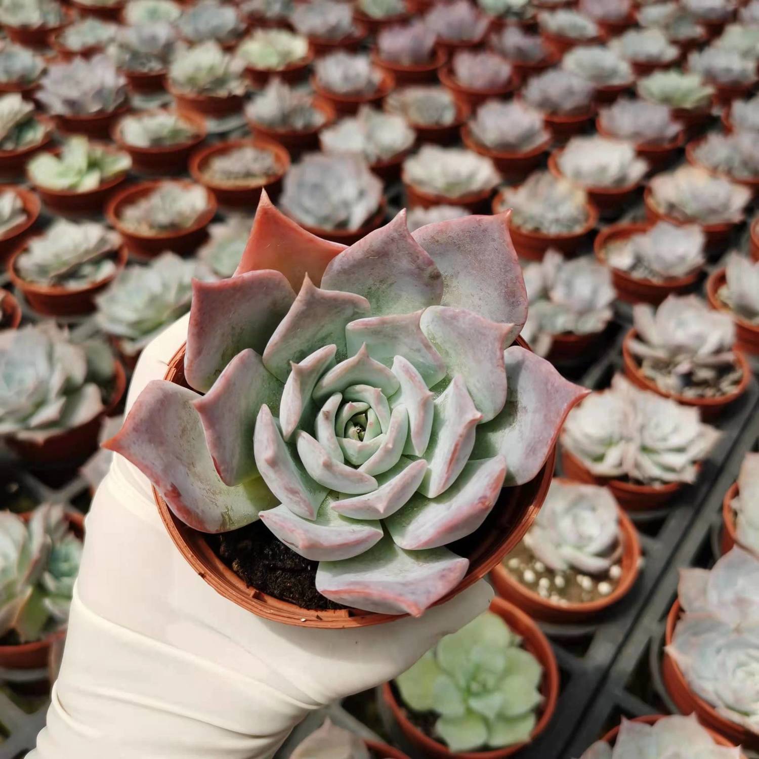 露西娜多肉盆栽超大颗老桩群生肉肉绿植花卉室内好养开花植物包邮