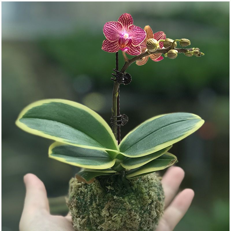 蝴蝶兰迷你金边兰花矮种金叶咖啡带花苞名贵盆栽花卉植物花苗兰草 虎窝拼