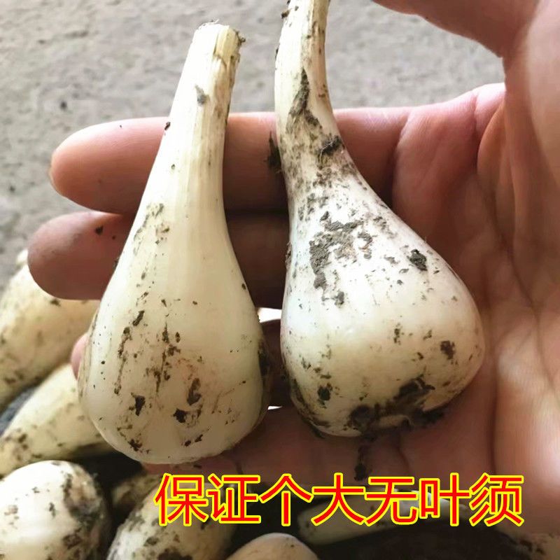 78972-新鲜藠头荞头江西茭头农家自种新鲜现挖叫头野生大教头包邮-详情图