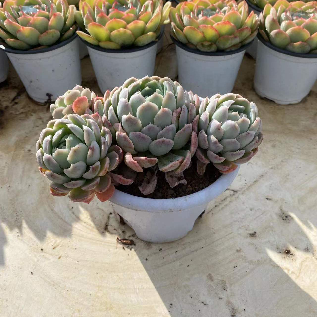 香水迪奥 多肉植物带盆发货老桩多肉植物包邮包损