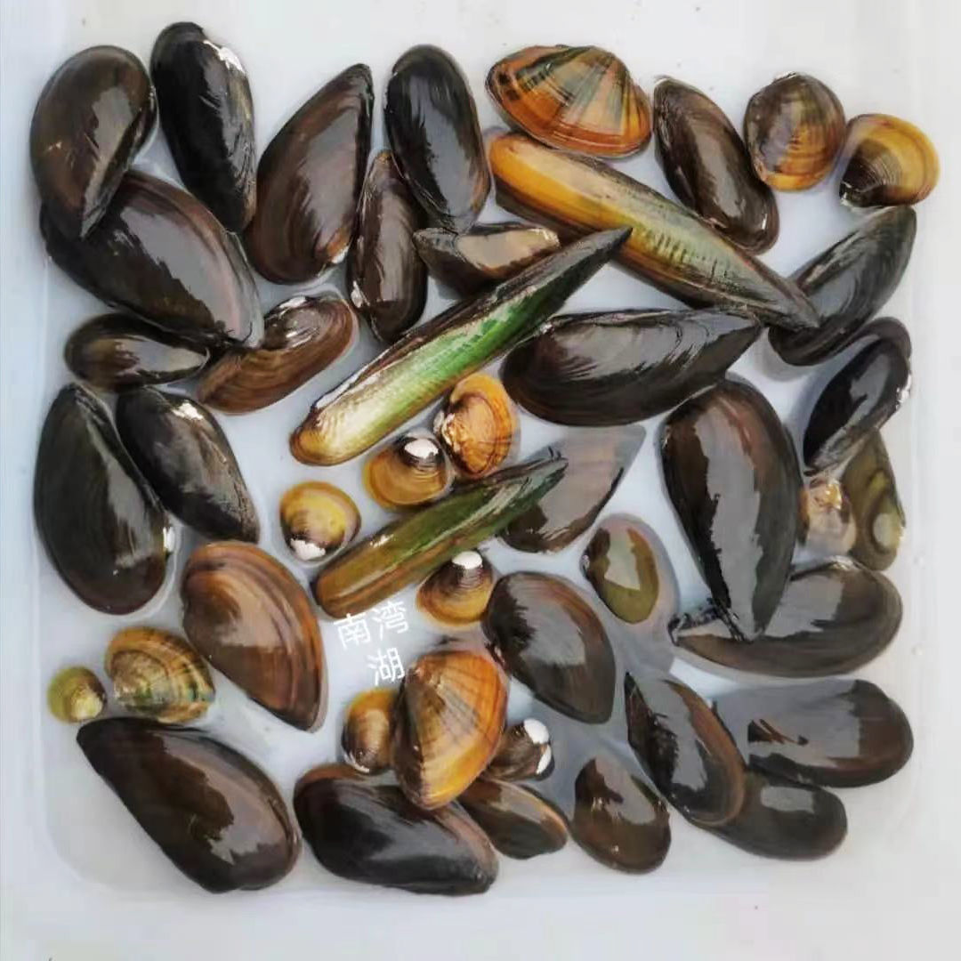 溪蚬迷你小河蚌河蚬活体淡水冷水黄金蚬宠物小型水族除藻观赏螺贝
