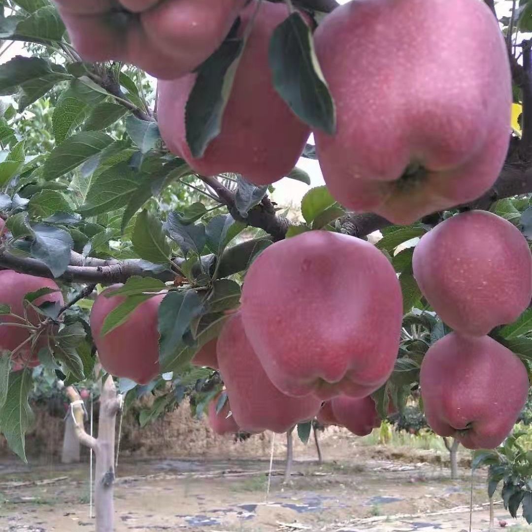 88626-现摘花牛苹果水果蛇果新鲜粉甘肃天水当季水果-详情图