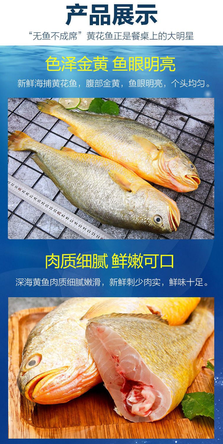 整箱东海大黄花鱼新鲜大黄鱼鲜活冷冻黄生鲜海鲜类批发水产大海鱼