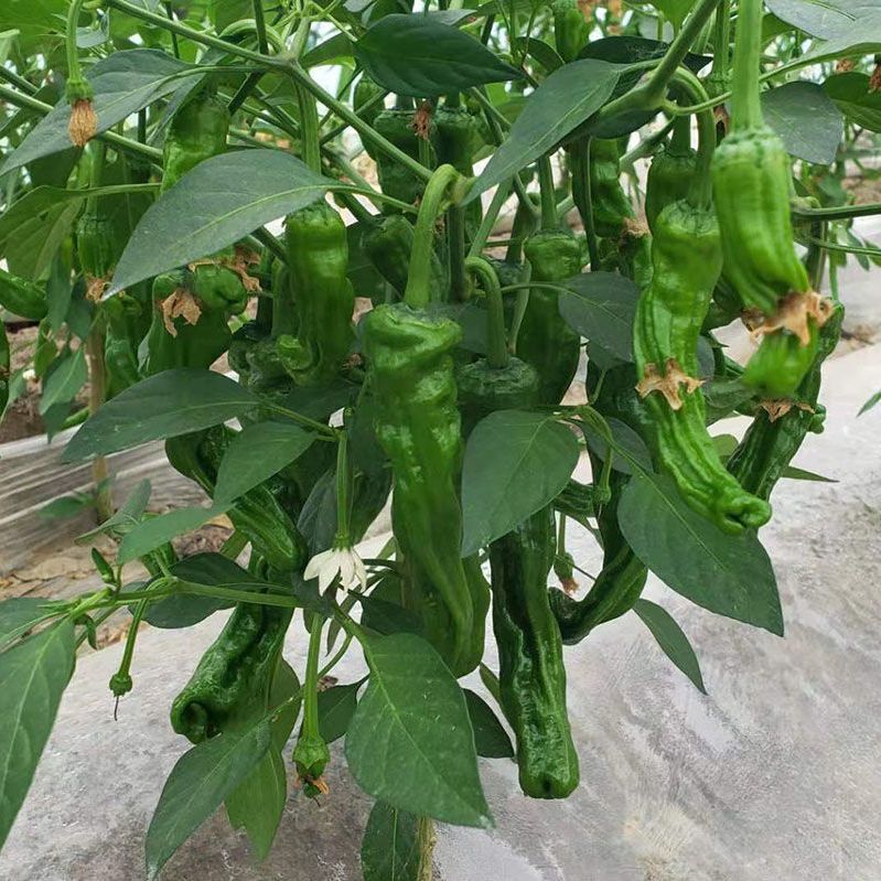 农家自种枣庄新鲜薄皮辣椒特辣超辣蔬菜土辣椒皱皮辣椒螺丝椒 图片 3