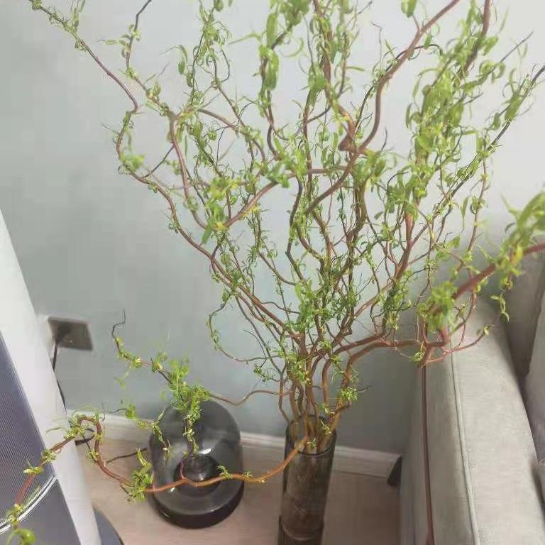 鲜枝龙柳雪柳干枝插花活龙柳水培鲜切植物造型景观diy落地树枝 3月10日发完 虎窝拼