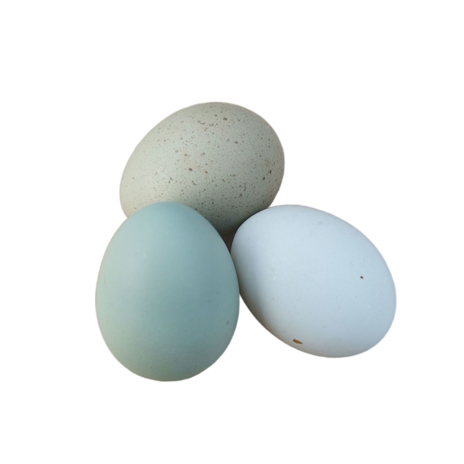 芦丁鸡种蛋受精蛋可孵化蛋宠物鸡孵化蛋可孵芦丁鸡活物蓝胸鹑包邮 虎窝拼 芦丁鸡种蛋受精蛋可孵化蛋宠物鸡孵化蛋可孵芦丁鸡活物蓝胸鹑包邮 虎窝拼