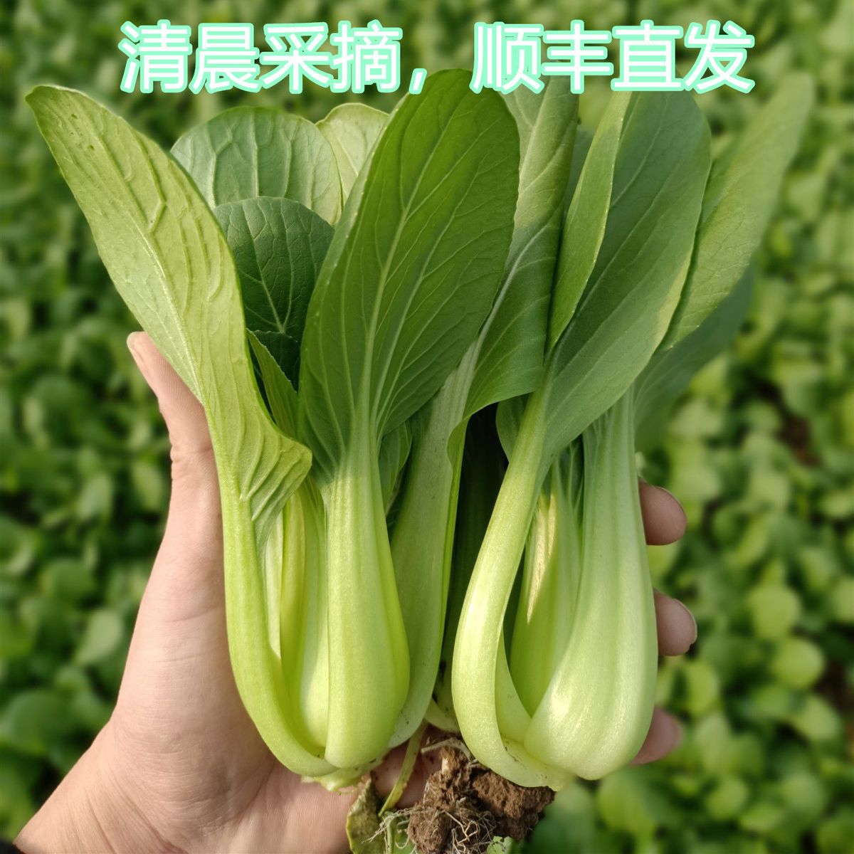 上海青油菜新鲜蔬菜现摘小油菜青菜应季蔬菜农家自种青菜顺丰包邮