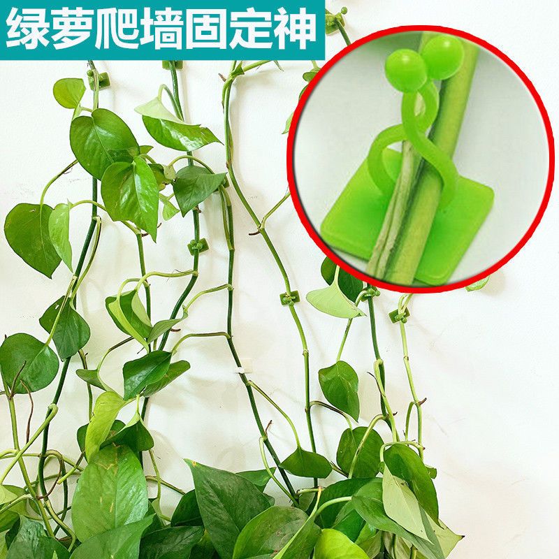绿萝爬墙固定器爬强贴绿植墙上固定器爬墙神器自粘无痕藤蔓绿