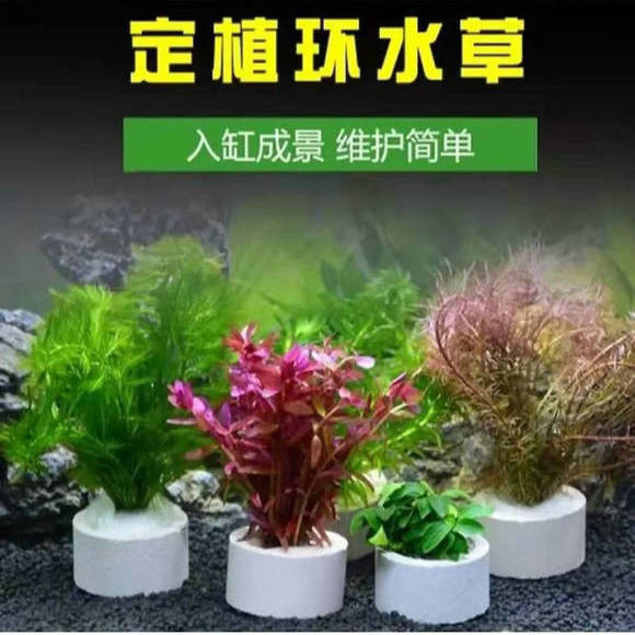 水草定植陶瓷环水草固定器底座下沉杯小绿植鱼缸水族箱造景设备 4月17日发完 虎窝拼