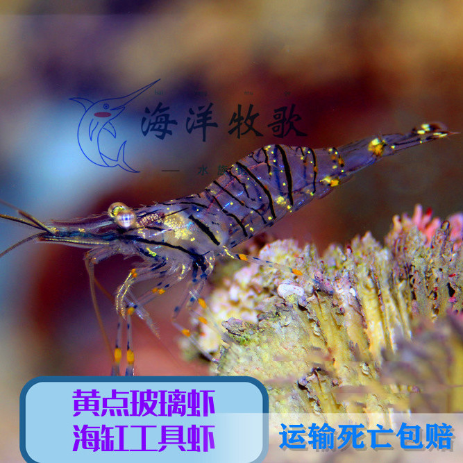 海水虾 活体 黄点玻璃虾 太平洋长臂虾 除藻工具虾海水鱼缸观赏虾【2
