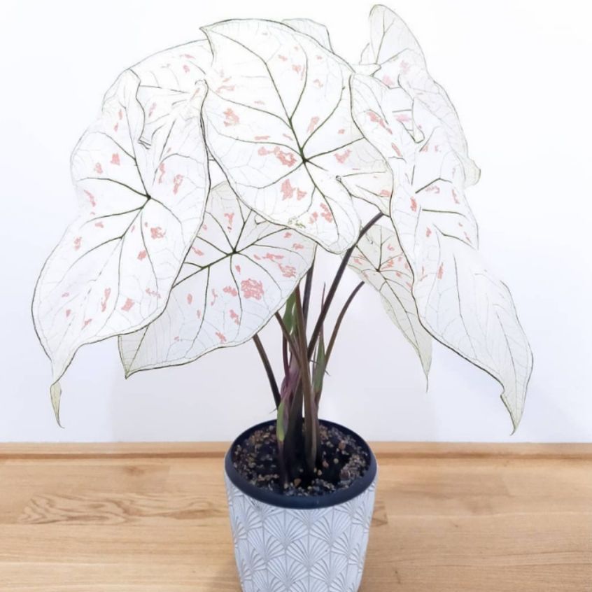 彩叶芋五彩芋泰国美人白色恋人稀有还有观叶植物进口绿植盆栽好养 虎窝拼