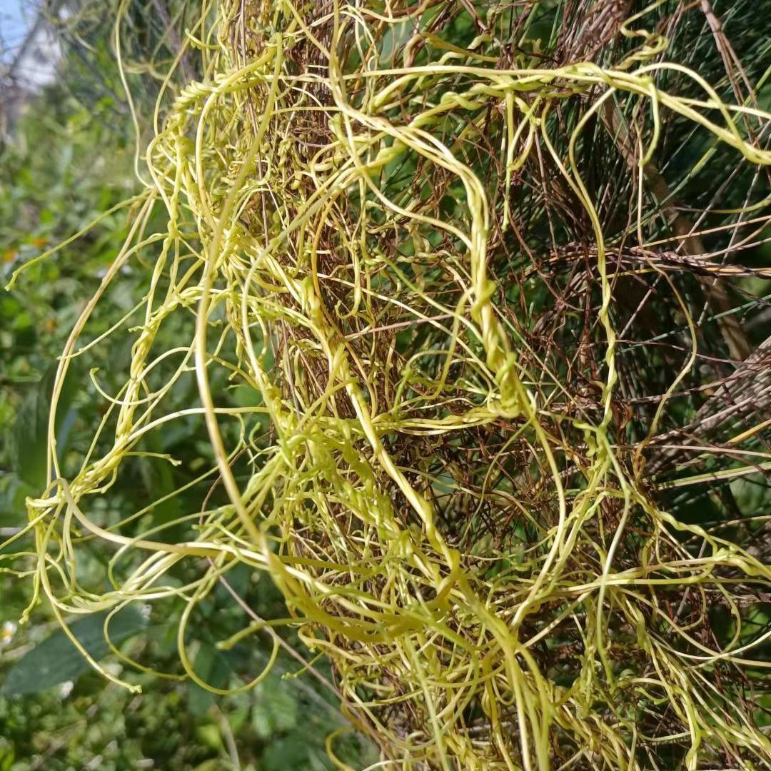 新鲜现采 菟丝子藤 新鲜黄丝无根藤无娘藤无根草中草药500g 包邮