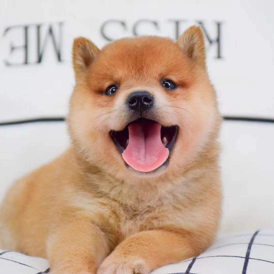 日本柴犬幼犬活体宠物豆柴小型犬纯种赤色双血统黑色柴犬幼崽真狗