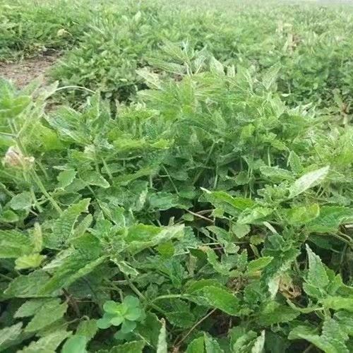 地笋种苗虫草参地参盆栽露天栽培繁殖快易成活好管理 虎窝拼