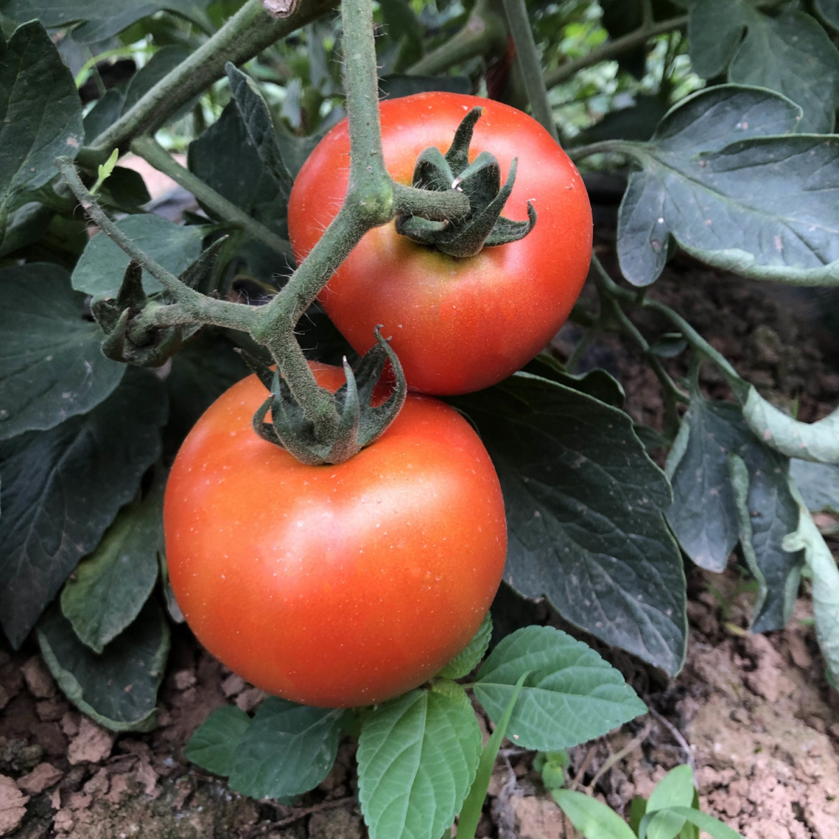 新鲜湖北沙瓤西红柿农家自种可生吃自然成熟普罗旺斯番茄现摘现发