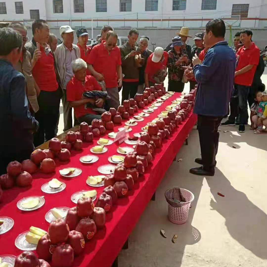 88626-现摘花牛苹果水果蛇果新鲜粉甘肃天水当季水果-详情图