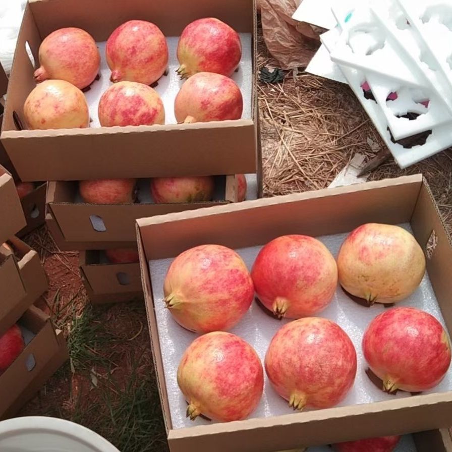 75817-【高档礼盒】精品一级正宗突尼斯软籽大石榴无籽新鲜水果送礼包邮-详情图