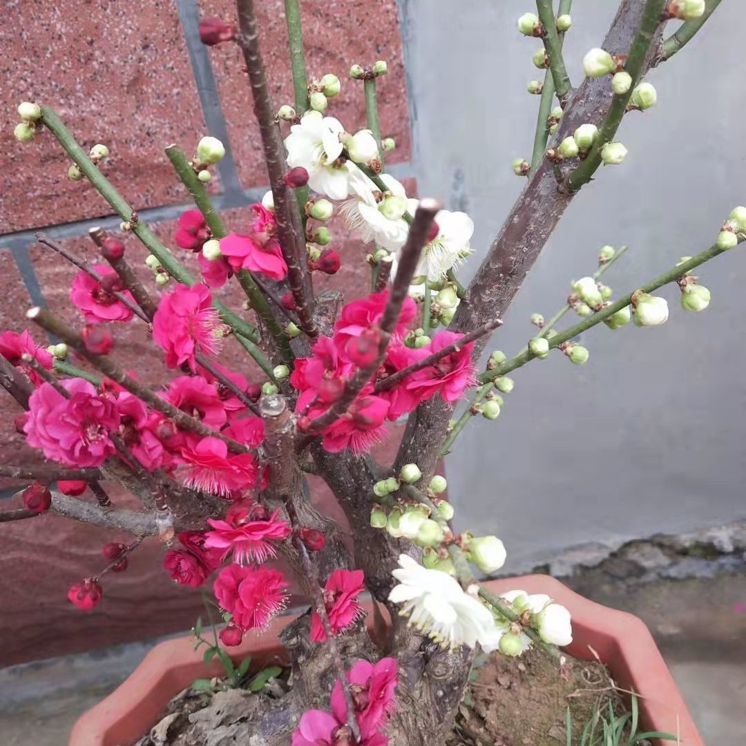 双色梅梅花带花苞盆栽盆景绿植耐寒植物阳台庭院