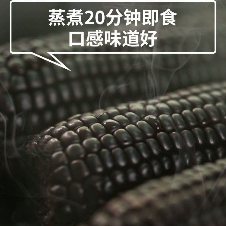 88825-东北黑玉米新鲜甜糯非转基因真空包装自热速食黑黏苞米棒整箱批发-详情图