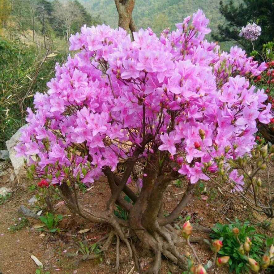 高山映山红杜鹃花羊闹花阳台植物室内盆栽植物花卉客厅鲜花庭院