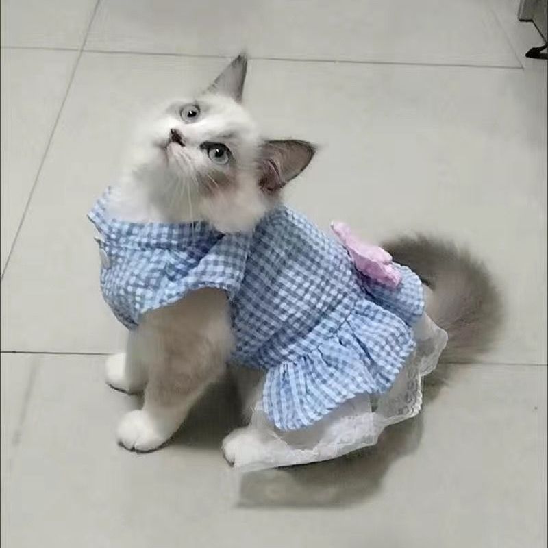 猫咪衣服夏季透气裙子布偶英短幼猫幼犬狗狗衣服格子裙子宠物衣服