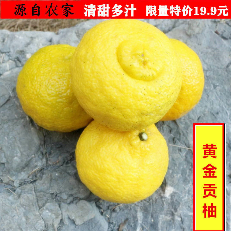 湘西特色水果黄金贡柚特惠装新鲜整箱包邮小桔柚清甜多汁