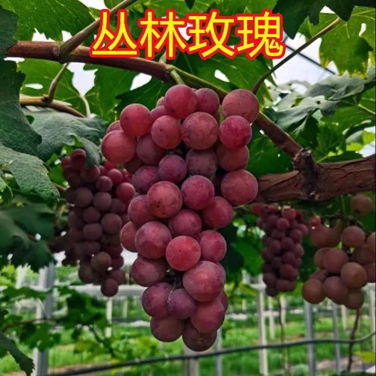 丛林玫瑰葡萄树苗果树苗大全嫁接早熟葡萄苗当年结果南方北方种植