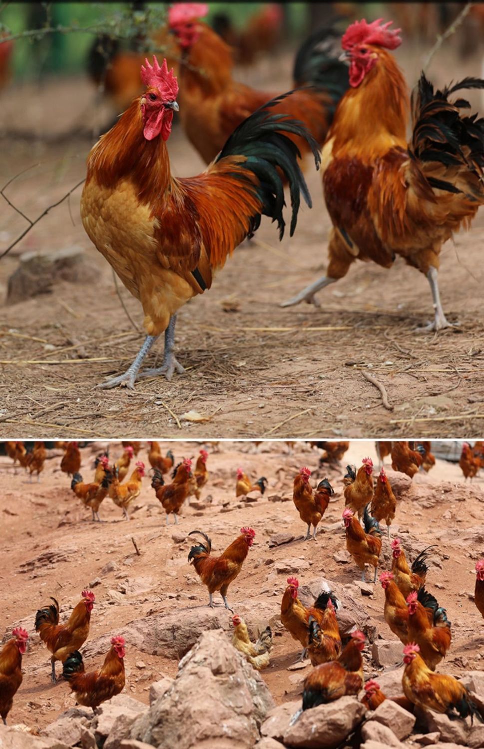 山东大公鸡农家散养新鲜鸡肉现杀土鸡公鸡纯粮喂养整鸡笨柴鸡草鸡