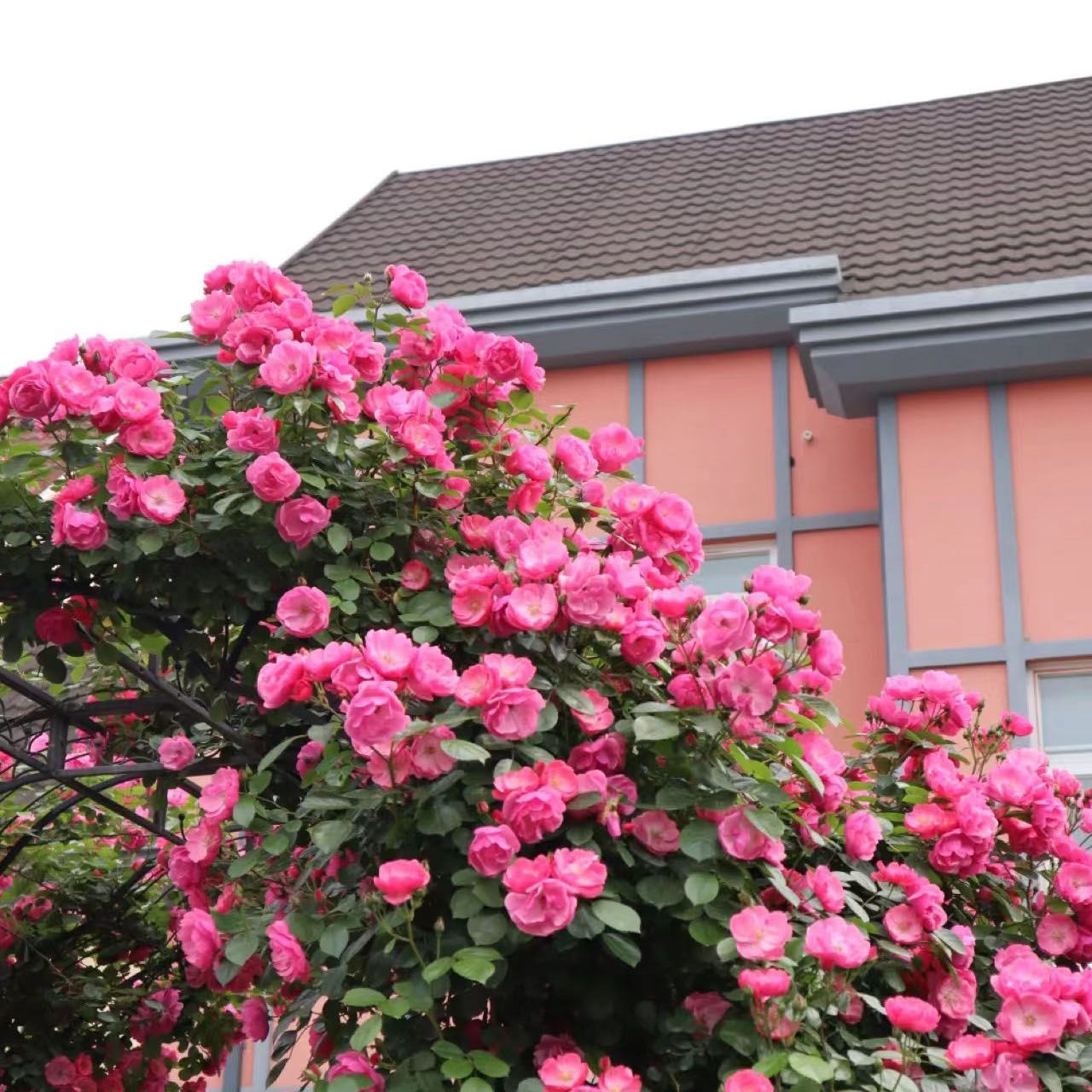 藤本月季安吉拉(1.5米)庭院阳台攀援蔷薇花卉盆栽爬墙四季开花