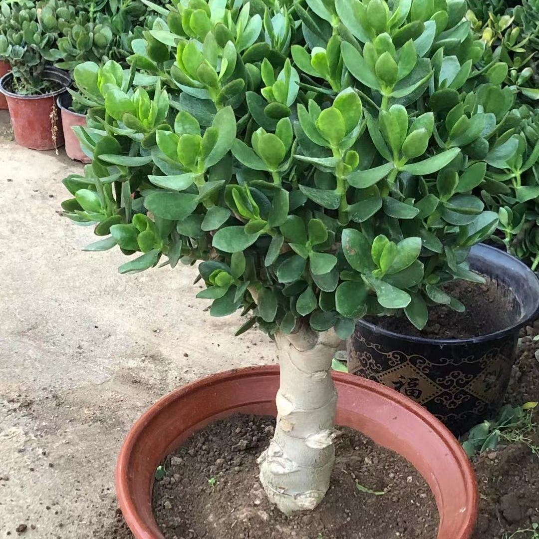 老桩大叶玉树盆栽姬红花月红叶玉树多肉绿植花卉室内阳台四季好养 虎窝拼