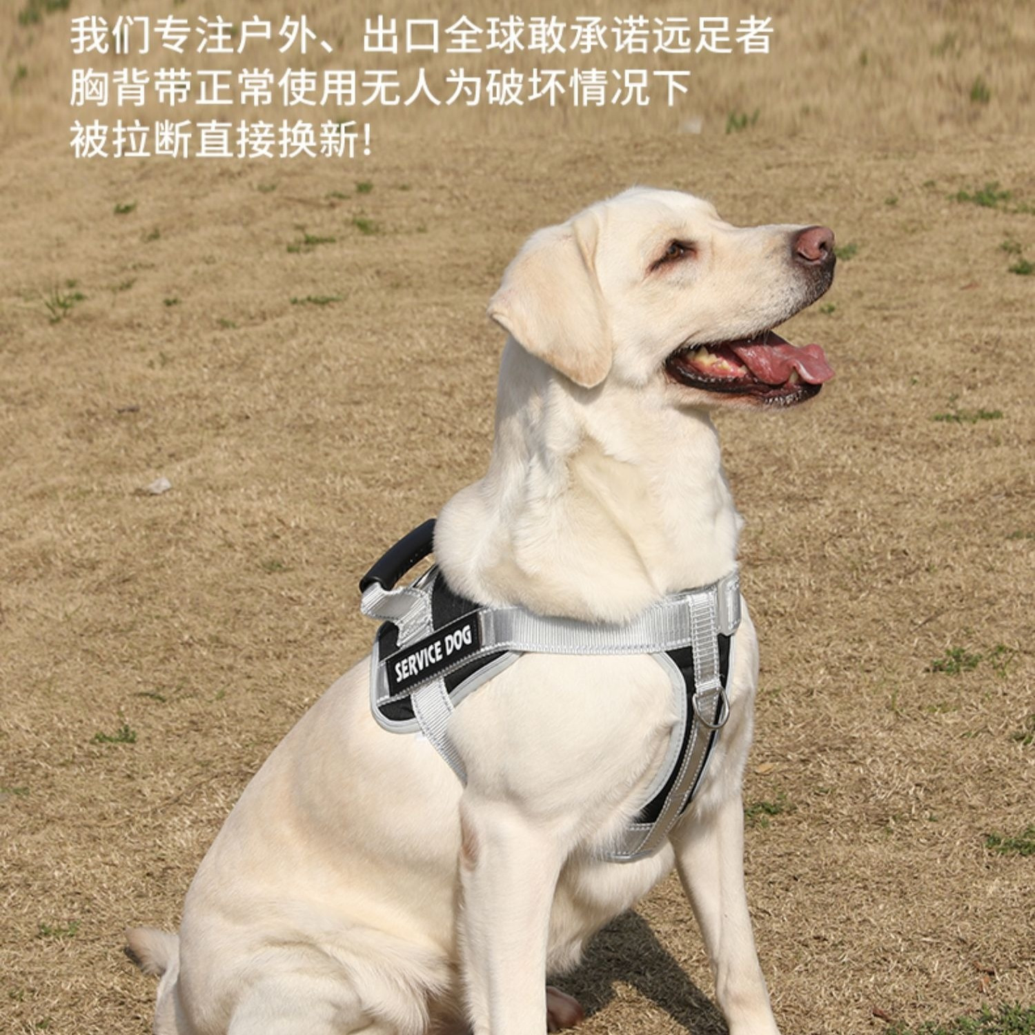 狗狗牵引绳背心式金毛拉布拉多胸背带小型中型大型犬遛狗绳狗链子