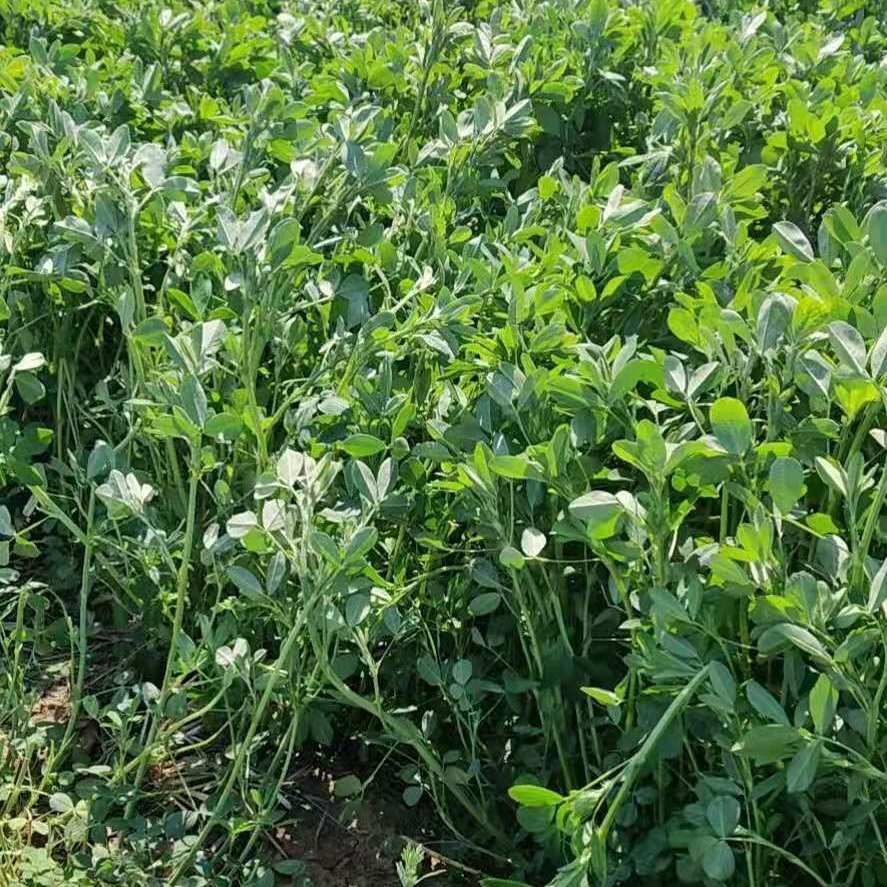 21年烘干紫花苜蓿草兔兔干草兔粮龙猫荷兰猪干草幼兔粮食精品苜蓿 虎窝拼