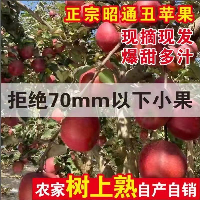 105953-云南正宗昭通丑苹果现摘冰糖心孕妇婴当季新鲜水果红富士批发脆甜-详情图