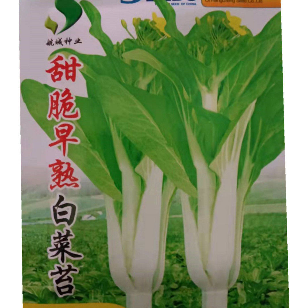 白菜苔种子专吃菜苔的苔菜种子四季易种蔬菜种子秋冬季白菜心种子