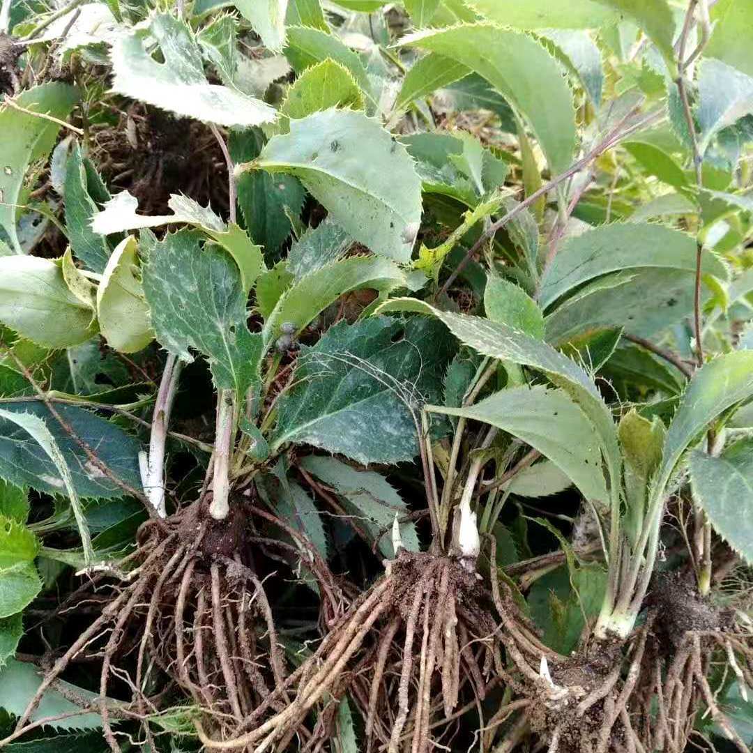 100颗苍术苗 苍术种苗  苍术苗苗基地直销【2月15日发完】