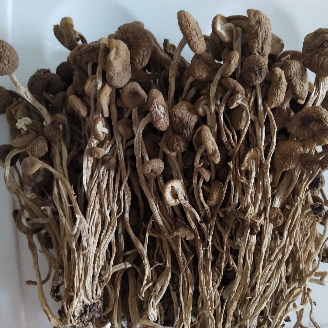特级品茶树菇煲汤无硫袋装不开伞凉拌细杆茶树菇250g   500g
