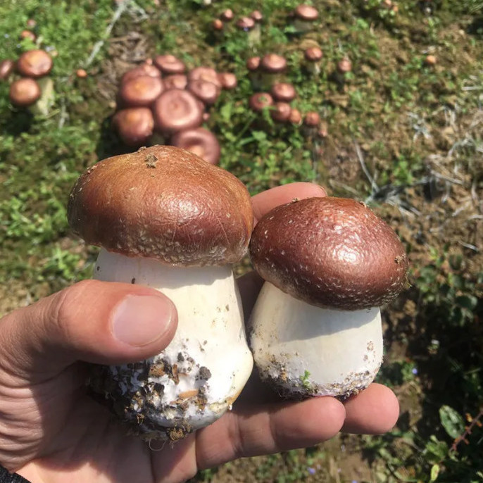 大球盖菇 赤松茸菌包菌种 蘑菇菌包 食用菌菌种家庭蘑菇盆栽阳台