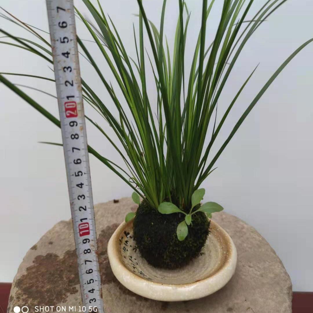 苔玉菖蒲金钱黄金姬胧月有栖川金凤凰虎须六月雪姬月季盆栽 虎窝拼