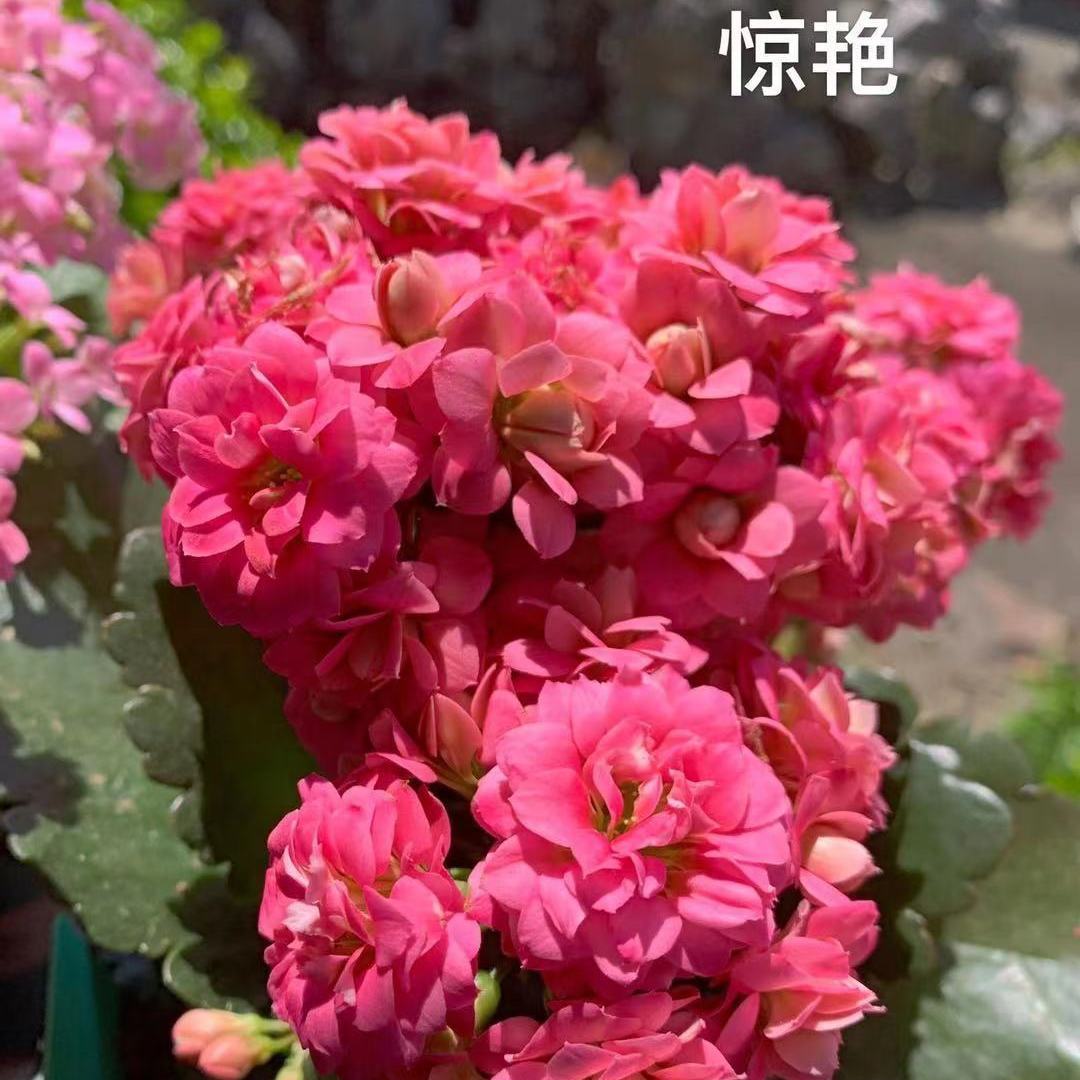 长寿花带盆栽好金狐狸带花苞重瓣大花宫灯绿巴黎室内阳台四季开花 4月19日发完 虎窝拼