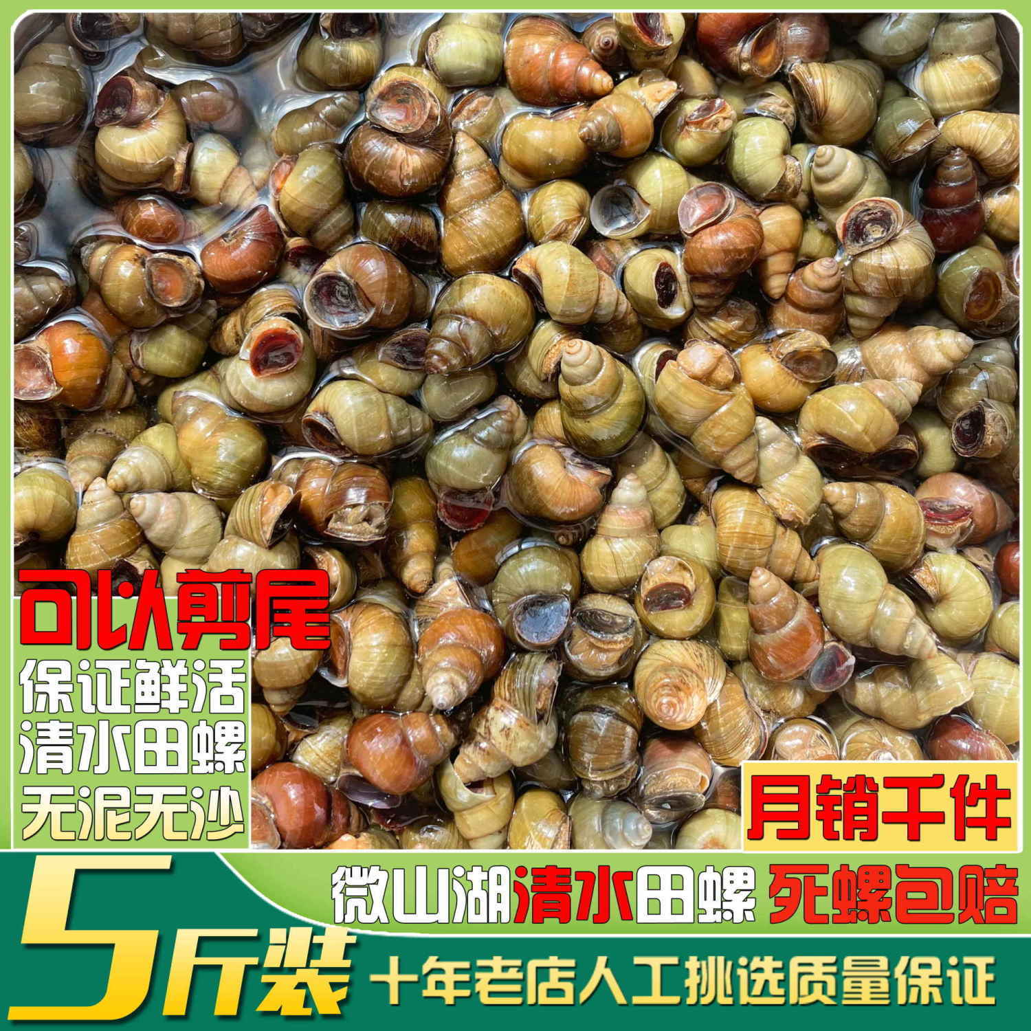 清水田螺新鲜活体包活剪尾大螺蛳淡水石螺吐沙无泥螺丝肉批发包邮